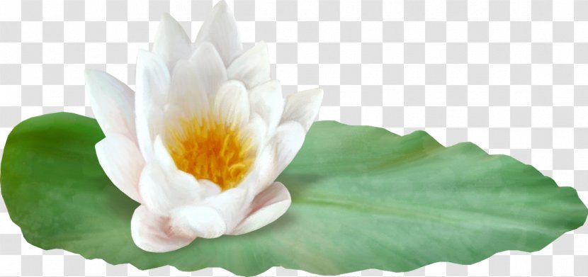 Nelumbo Nucifera Petal Water Lily Lotus Effect - Designer - Hand-painted Transparent PNG