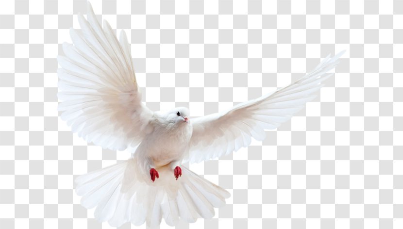 Columbidae Domestic Pigeon Bird Release Dove Transparent PNG