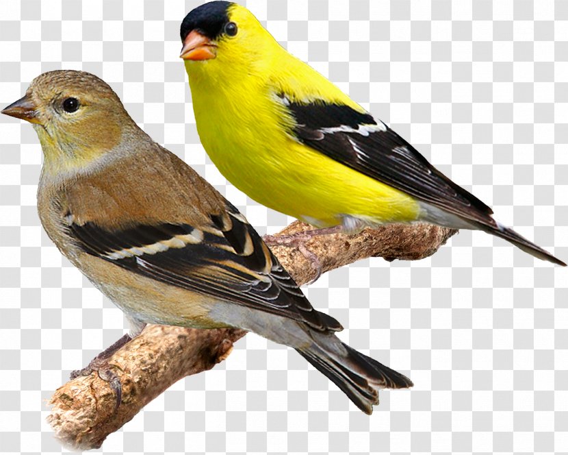 Domestic Canary Bird Eurasian Siskin Red American Goldfinch Transparent PNG