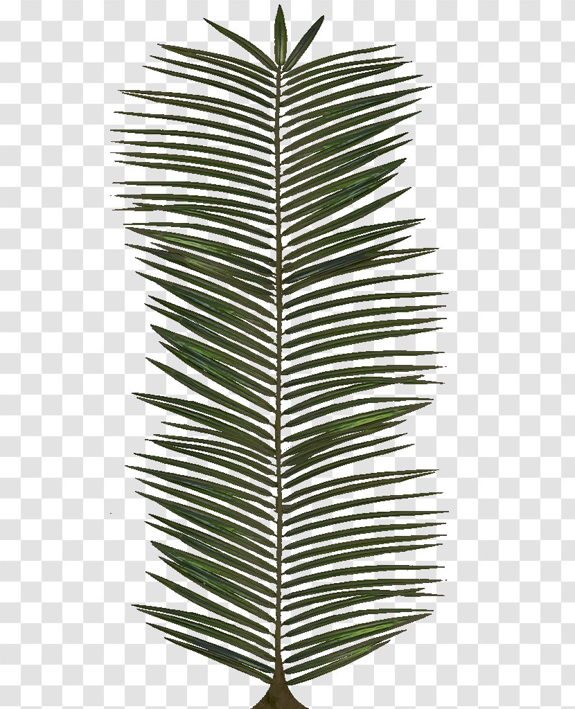 Leaf Arecaceae - Arecales - Palm Leaves Transparent PNG