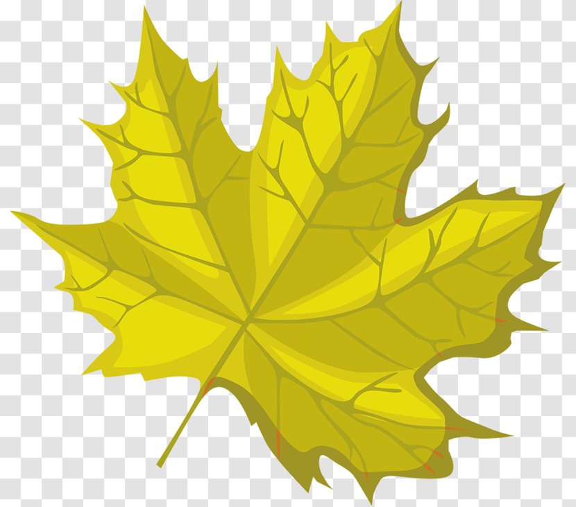 Maple Leaf Symmetry Transparent PNG