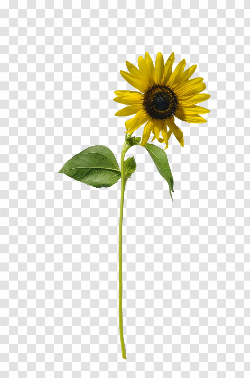 Common Sunflower Stock Photography - Flowering Plant Transparent PNG