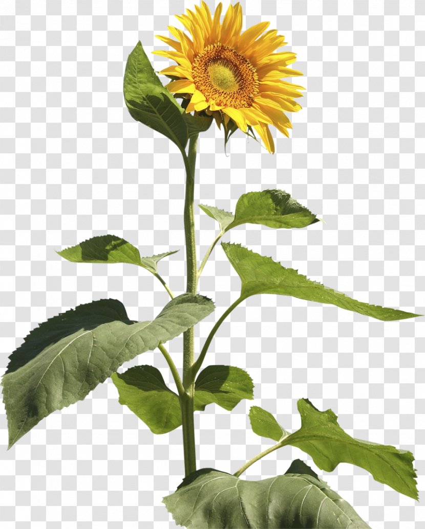 Common Sunflower Seed Annual Plant Stem - Sunflowers - Sun Flowers Transparent PNG