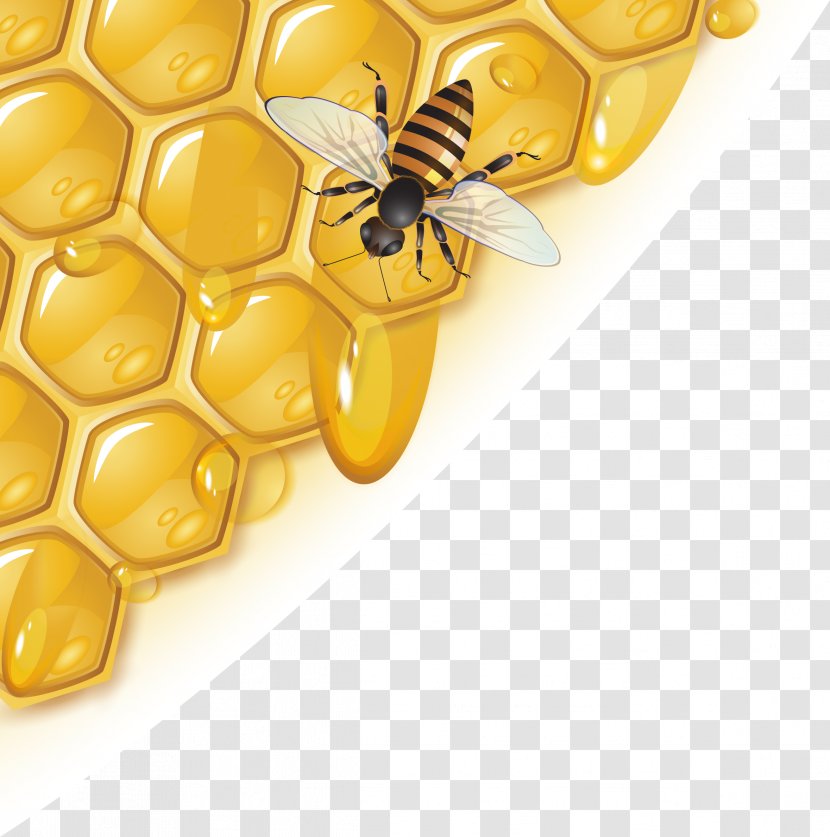 Beekeeper Honey Extractor Sugar - Refractometer - Honeycomb Vector Transparent PNG