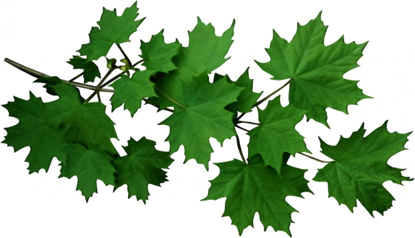 Tree Branch Leaf Twig - Grapevine Family Transparent PNG