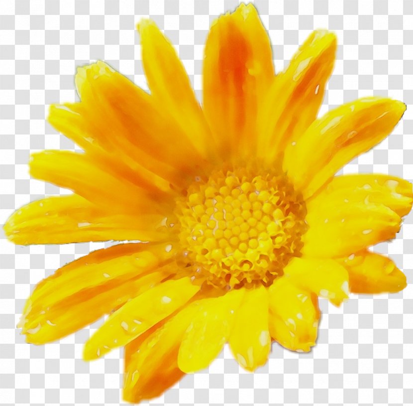 Flowers Background - Pollen - Cut Wildflower Transparent PNG