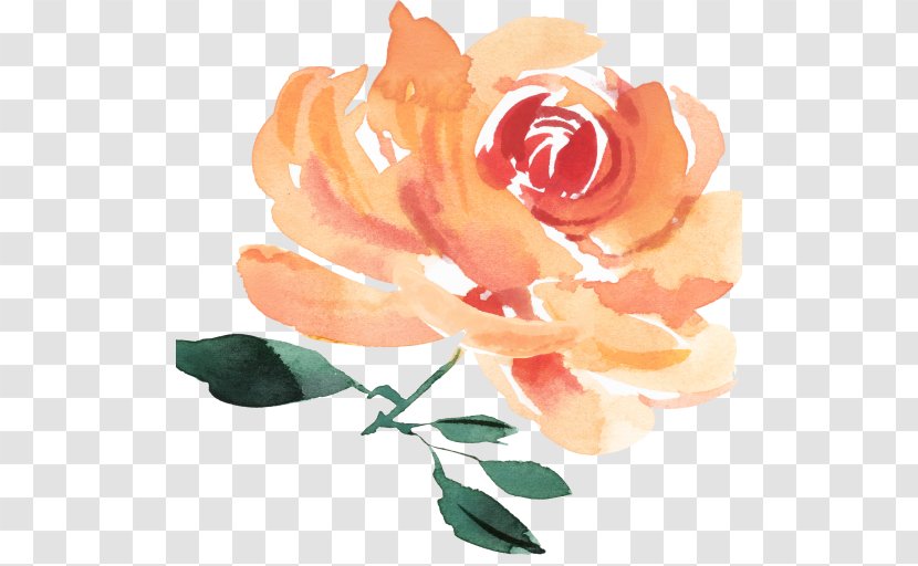 Garden Roses Cabbage Rose Cut Flowers Person - Peach - Identity Building Transparent PNG
