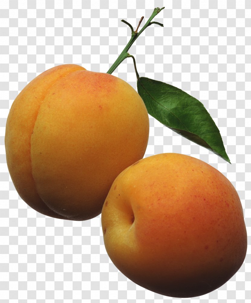 Apricot Fruit Peach Clip Art - Orange - Apricots Cliparts Transparent PNG