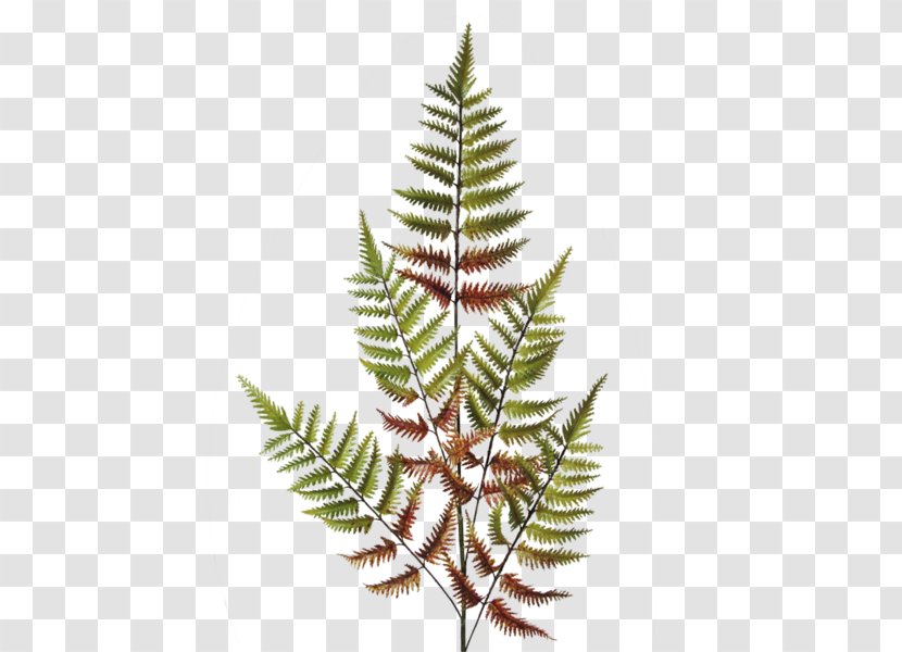 Fern Flower Dryopteris Erythrosora Vascular Plant - Spruce - Autumn Meadow Transparent PNG