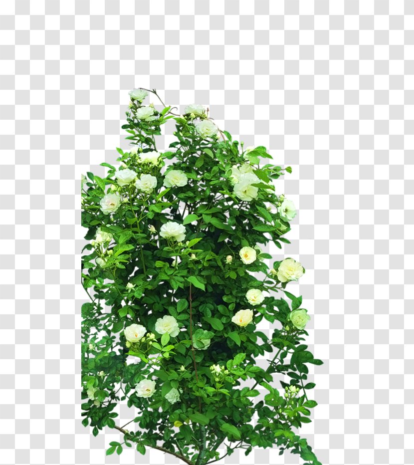 Shrub Rose Tree - Flower Transparent PNG