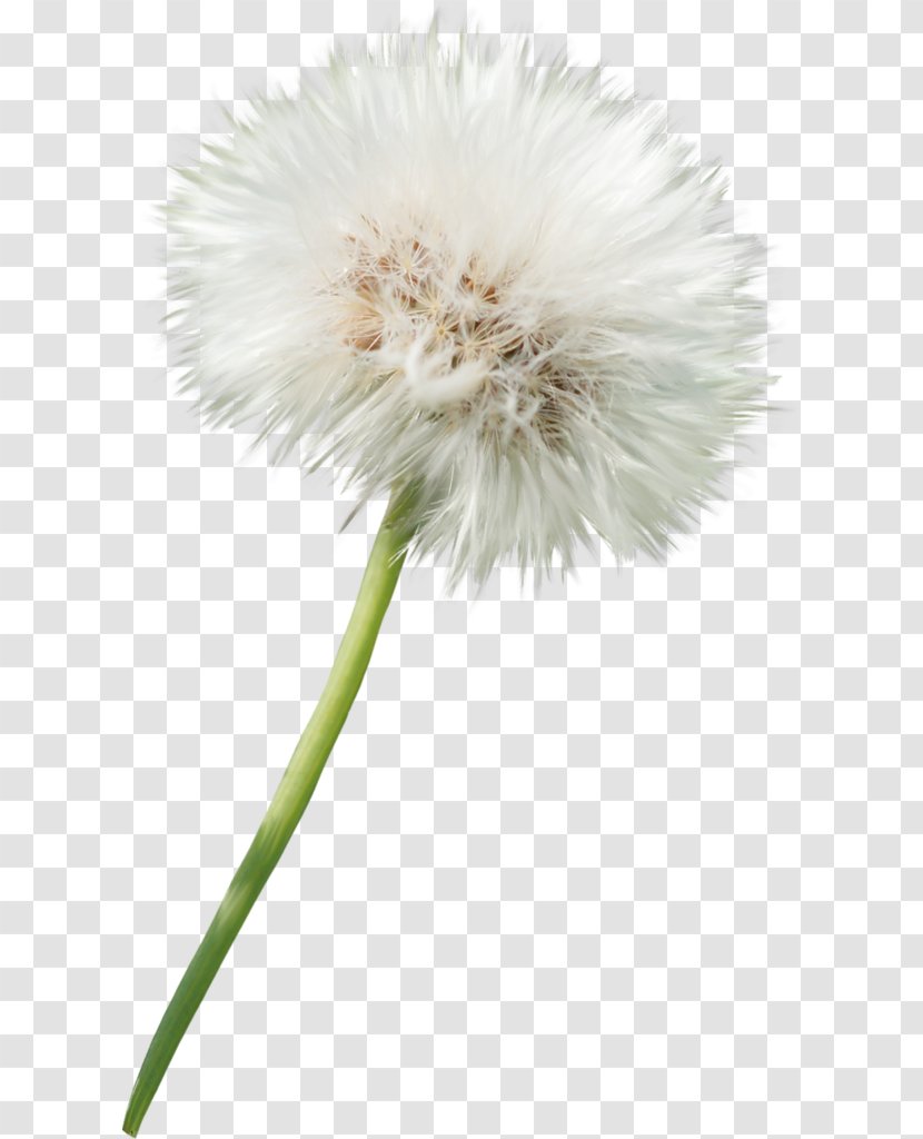 Dandelion Flower Photography Clip Art - Flowering Plant - Element Transparent PNG