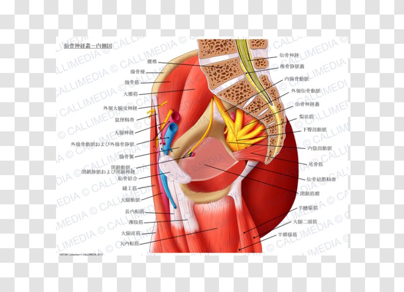 Sacral Plexus Nerve Sacrum Cervical - Cartoon - Neck Muscle Transparent PNG