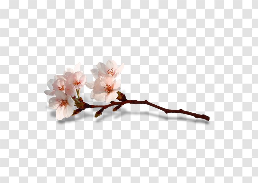 Blossom Flower Computer File - Branch - Peach Transparent PNG