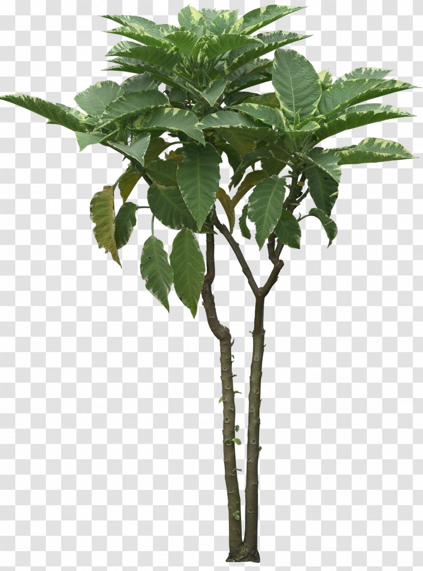 Tree Bonsai Cordyline Australis Shrub Qiaomu - Arecaceae - Shrubs Transparent PNG