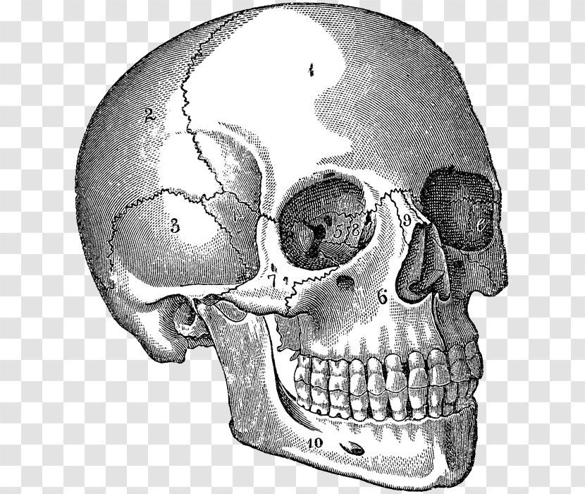 Skull Human Anatomy Body Drawing Transparent PNG