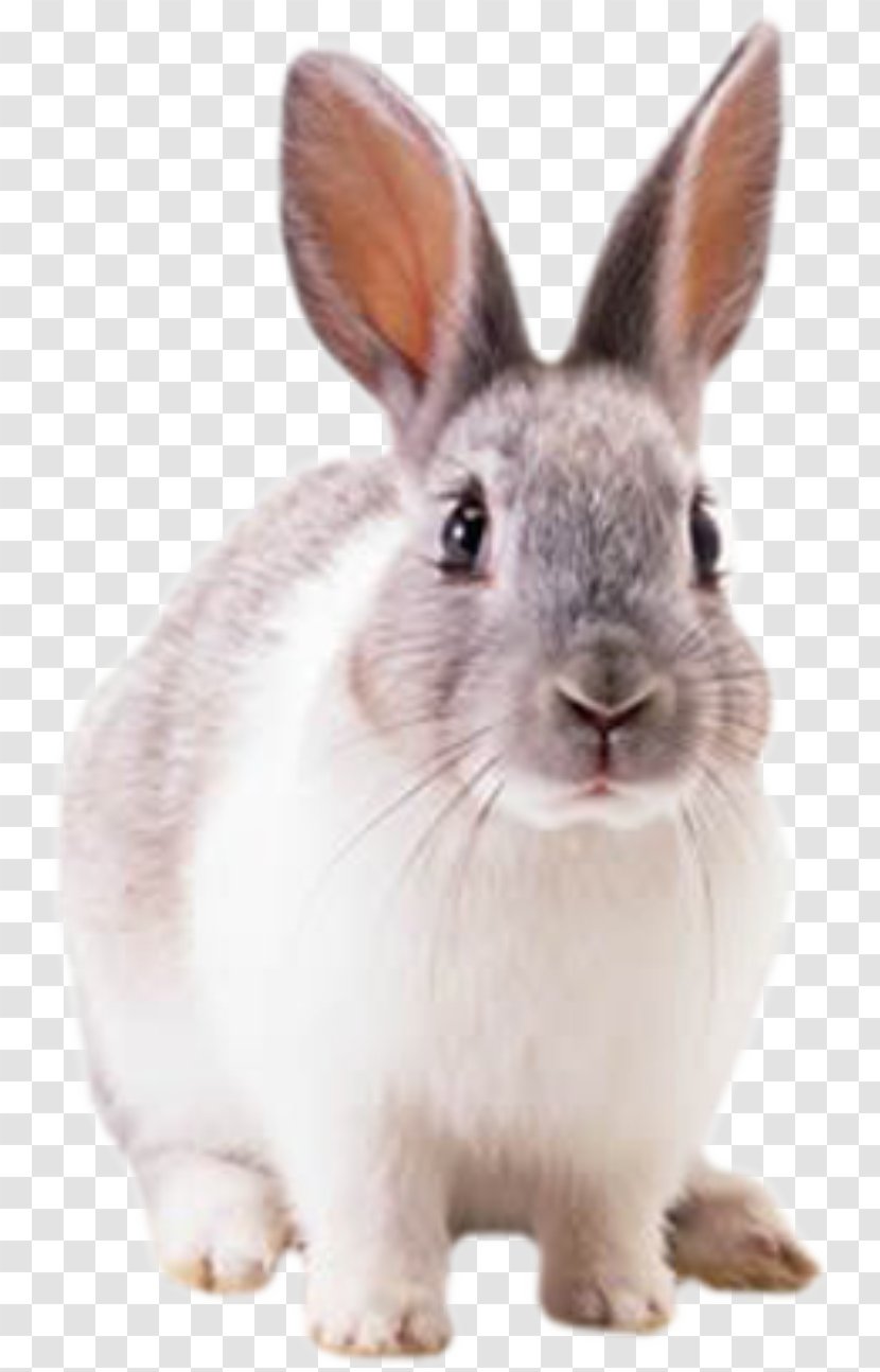 Hare Cottontail Rabbit Domestic European - Whiskers - Flower Bunny Transparent PNG