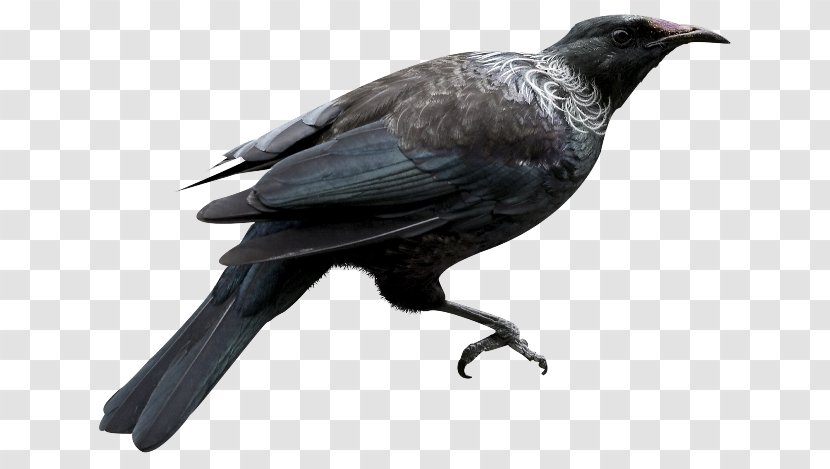 American Crow New Caledonian Bird Rook Common Raven Transparent PNG