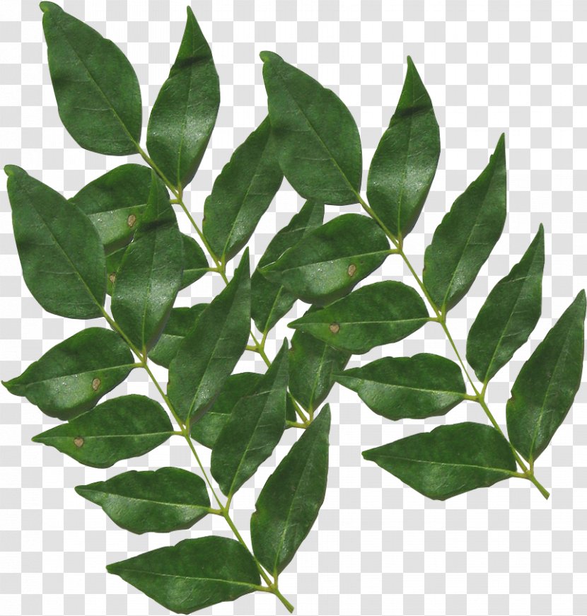 Neem Tree - Flower - Bay Leaf Woody Plant Transparent PNG