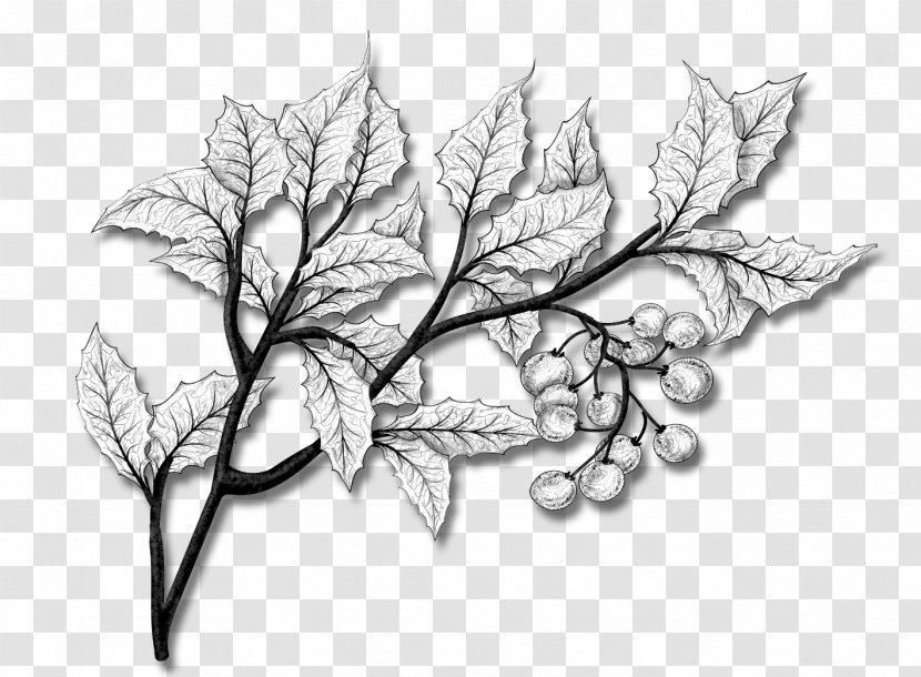 Family Tree Drawing - Art - Perennial Plant Plane Transparent PNG