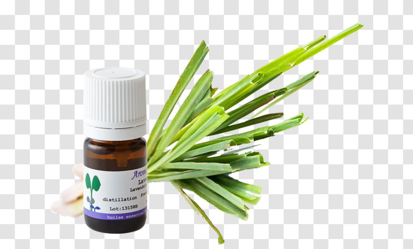 Herbalism Alternative Health Services Medicine Grasses Tree - Liquid - Calendula Officinalis Transparent PNG