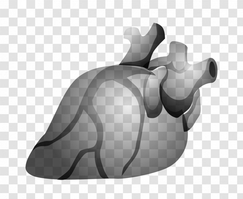 Cardiovascular Vector - Cartoon - Frame Transparent PNG