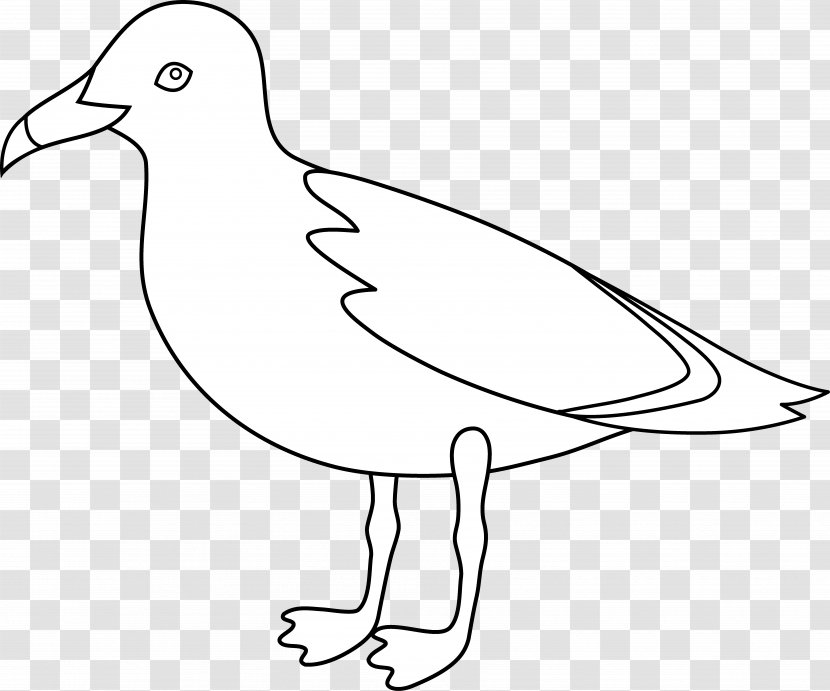 Gulls Bird Drawing Clip Art - Seagulls Clipart Transparent PNG