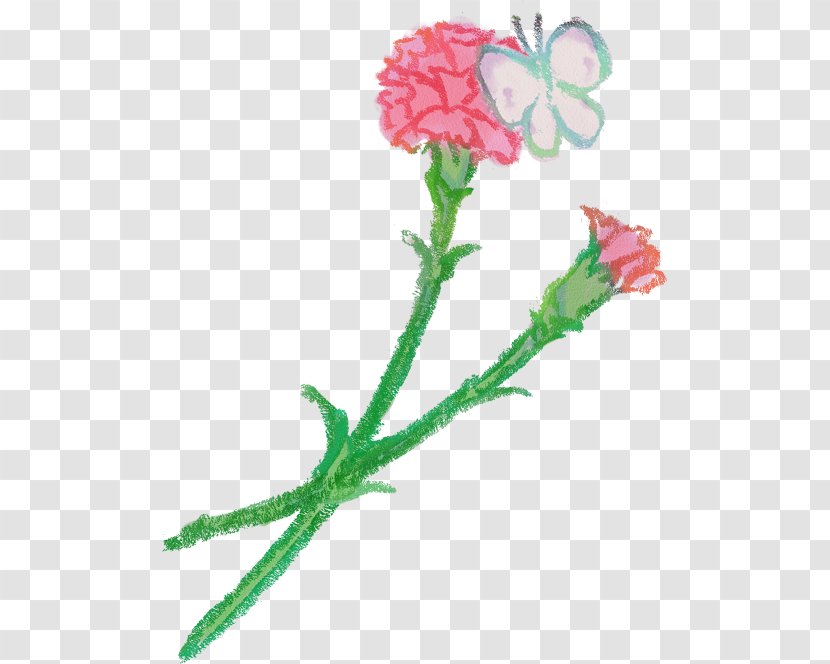 Carnation Petal Flower Rose - Blossom Transparent PNG