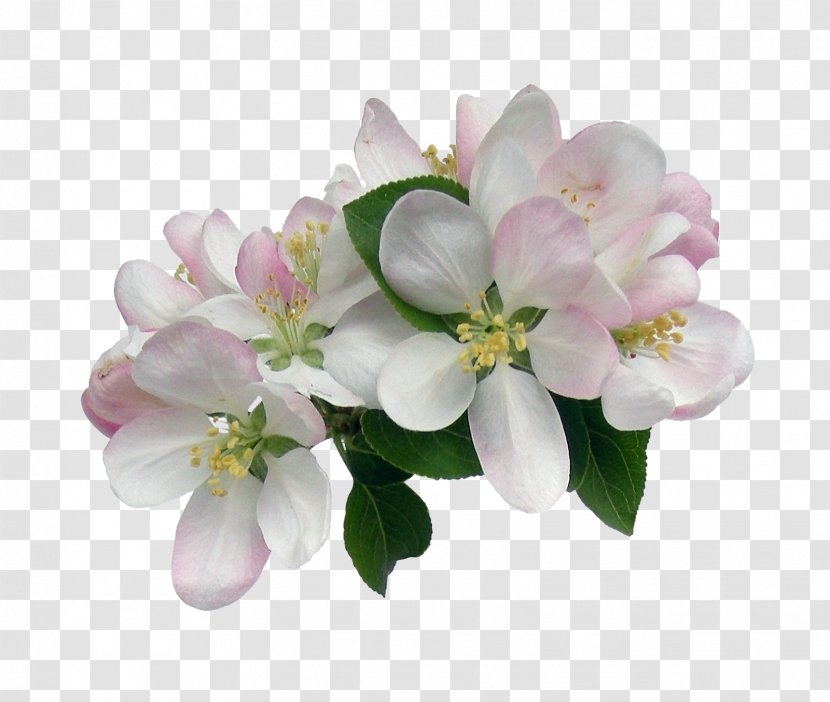 Border Flowers Clip Art - Flowering Plant - Spring Transparent PNG