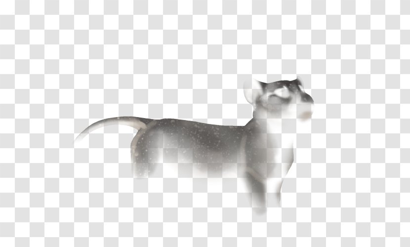 Whiskers Italian Greyhound Dog Breed Siamese Cat - Like Mammal - Tail Transparent PNG