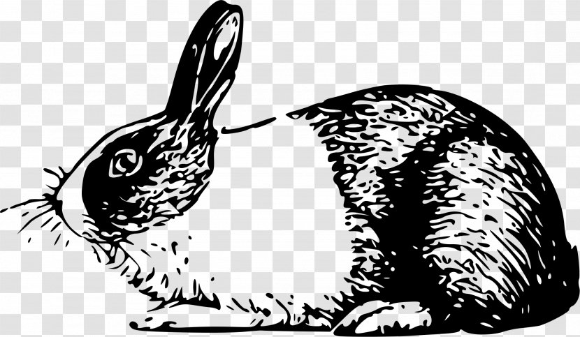 Holland Lop Angora Rabbit White Easter Bunny - Black And Transparent PNG