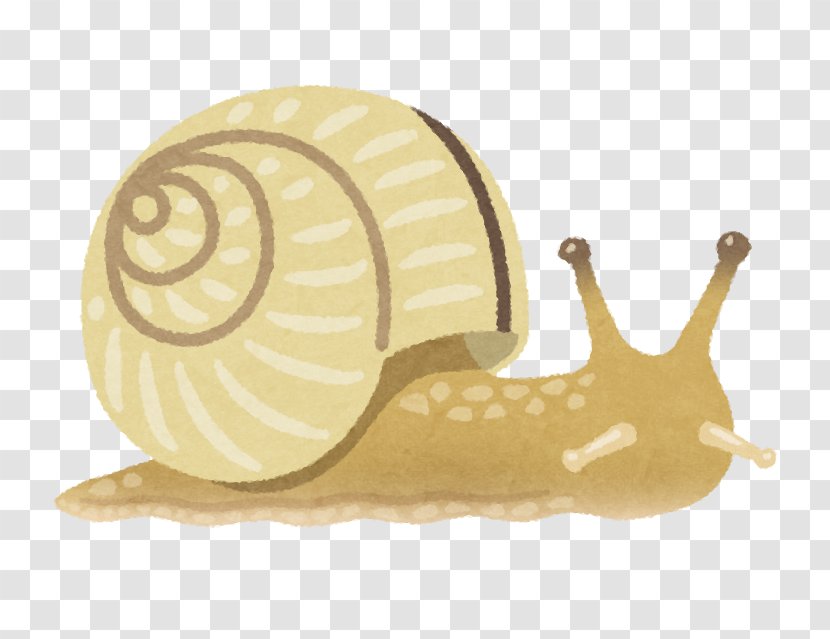 Snail Slug いらすとや Organism - East Asian Rainy Season Transparent PNG
