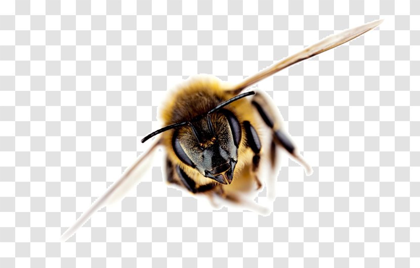 Western Honey Bee Africanized Science Beehive - Organism Transparent PNG