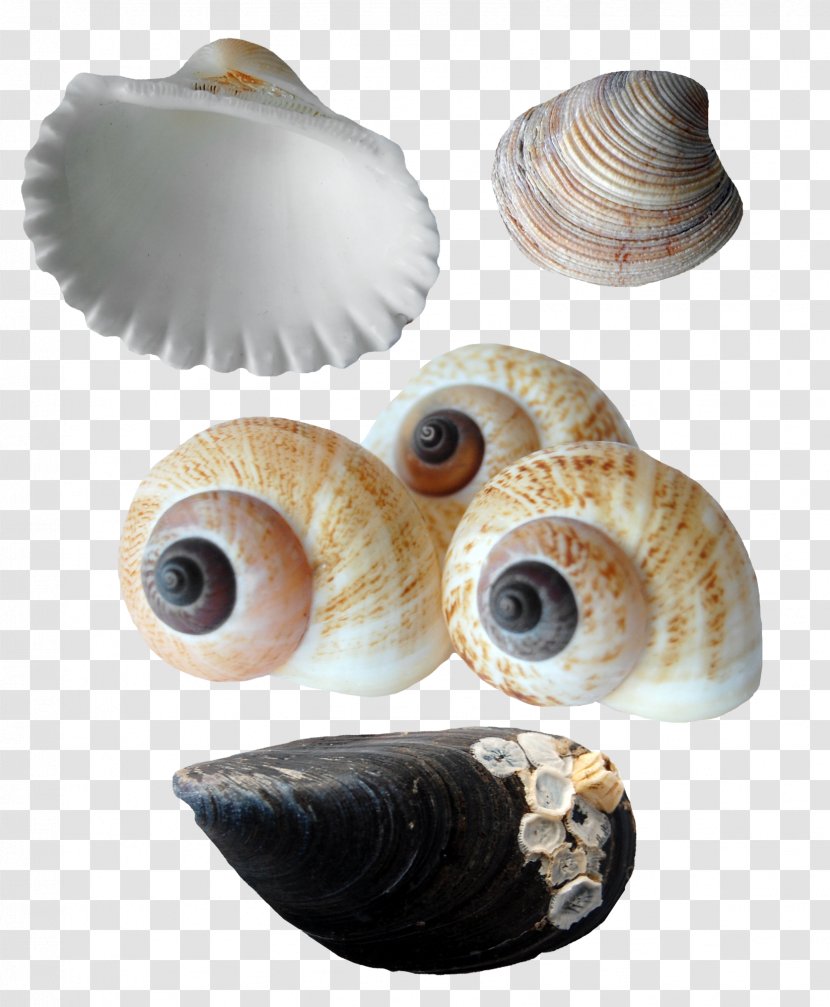 Seashell Oyster Sea Snail Conchology - Pretty Conch Scallop Collection Transparent PNG