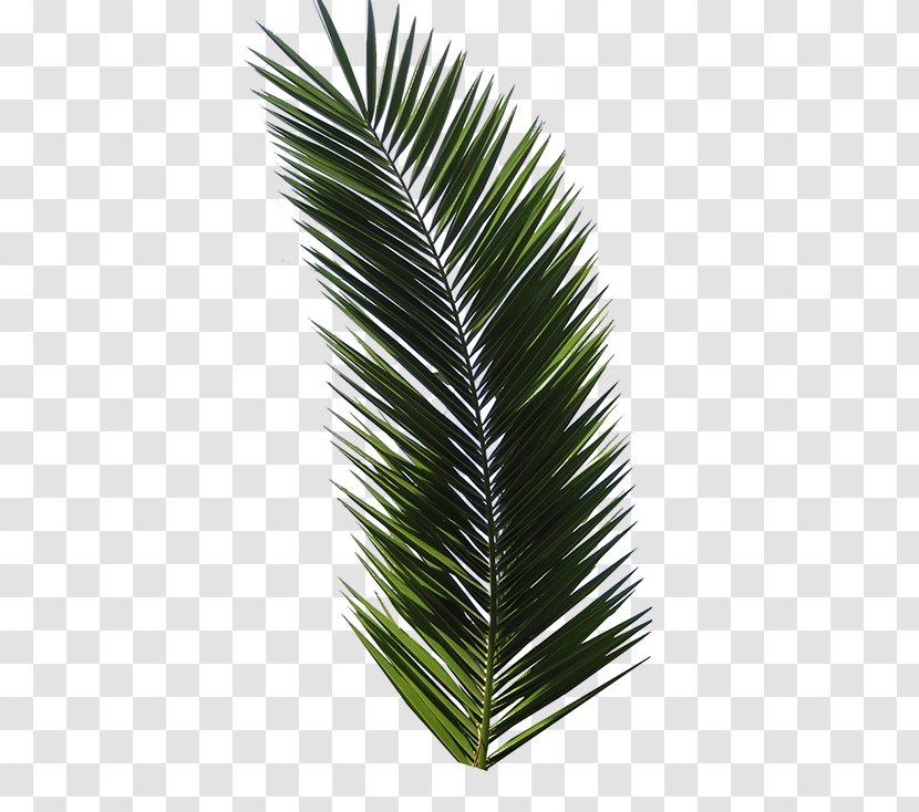 Printed T-shirt Tropical Design Tropics - Logo - Green Palm Leaves Transparent PNG
