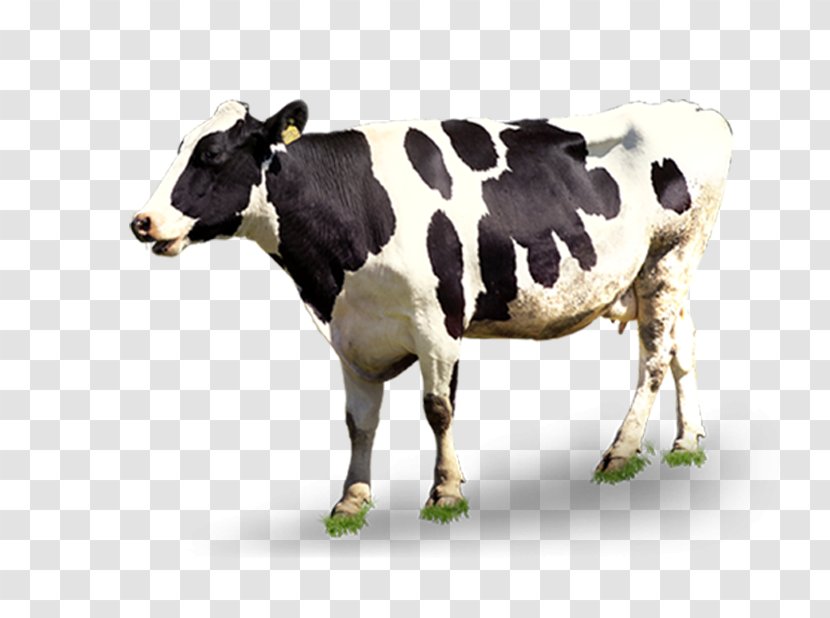 Dairy Cattle Automatic Milking - Creative Black And White Cows Transparent PNG
