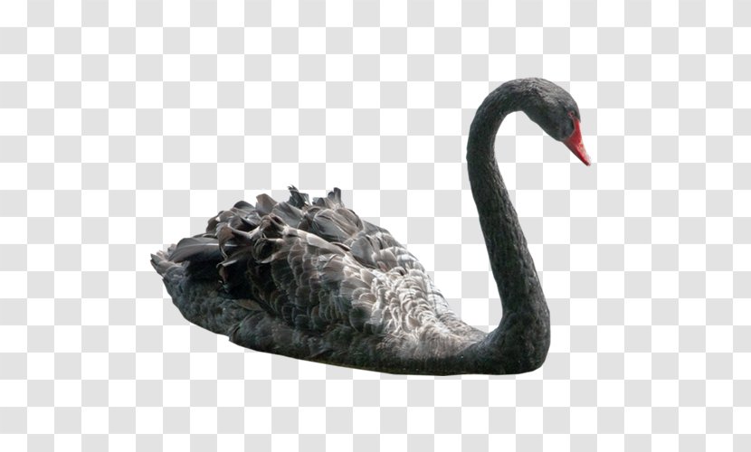 Black Swan Clip Art - Beautiful Transparent PNG