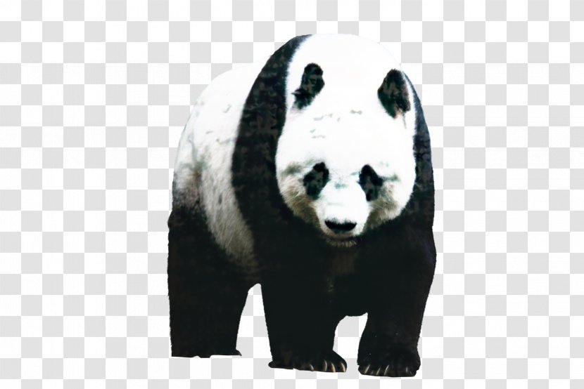 Bear Cartoon - Chengdu Research Base Of Giant Panda Breeding - Tshirt Blackandwhite Transparent PNG