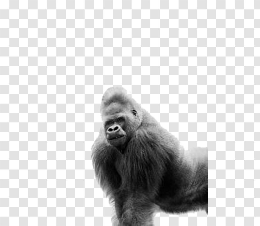 Western Gorilla Ape AllPosters.com Black And White - Photography - Crawling Transparent PNG