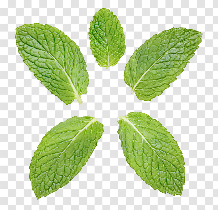 Leaf Plant Flower Herb Mint Transparent PNG