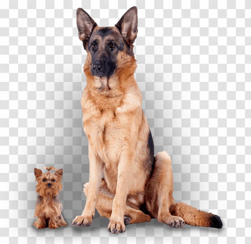 German Shepherd Puppy Chihuahua Poodle Dog Breed - Dogs Transparent PNG