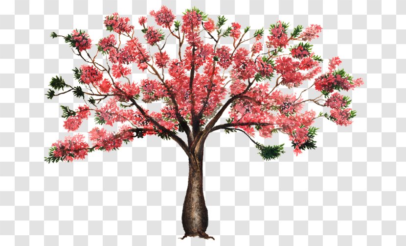 Silk Floss Tree Flower Blossom Plant - Ceiba - Arboles Transparent PNG