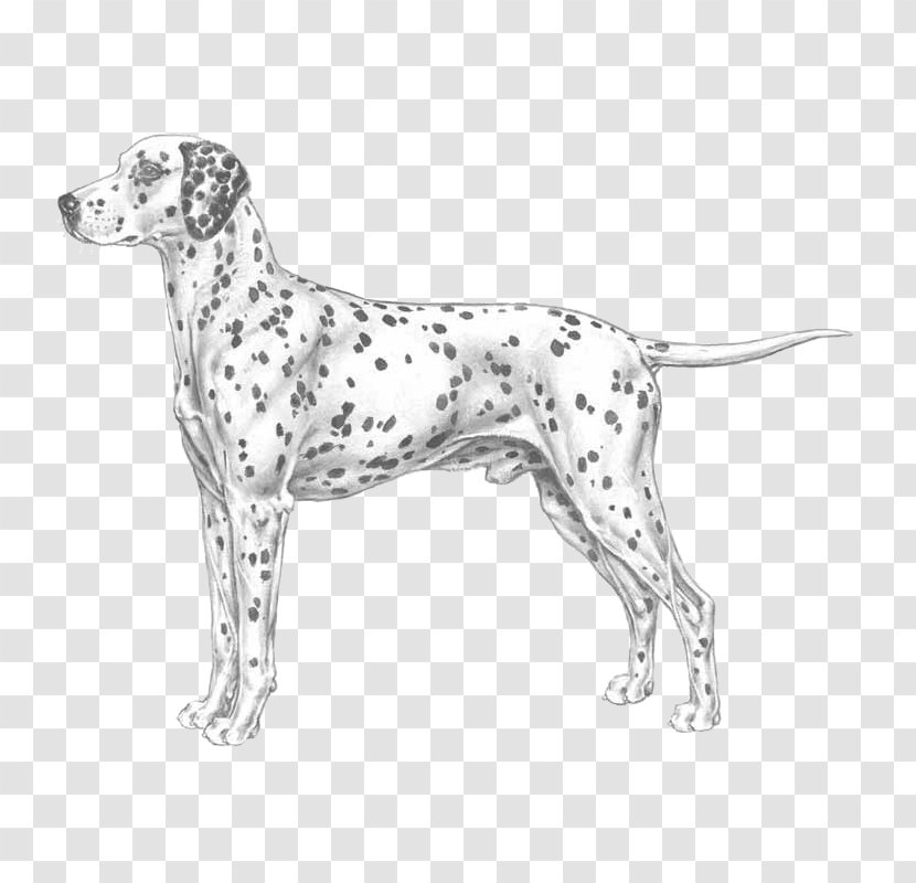 Auvergne Pointer Dalmatian Dog Old Danish Breed - Black And White - Race Transparent PNG