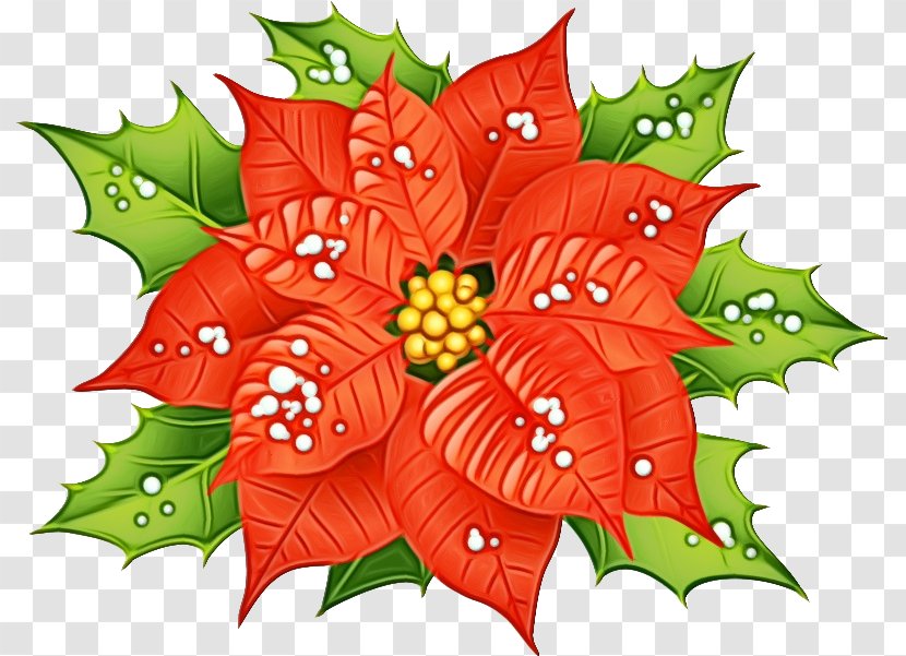 Holly - Flowering Plant - Plane Transparent PNG