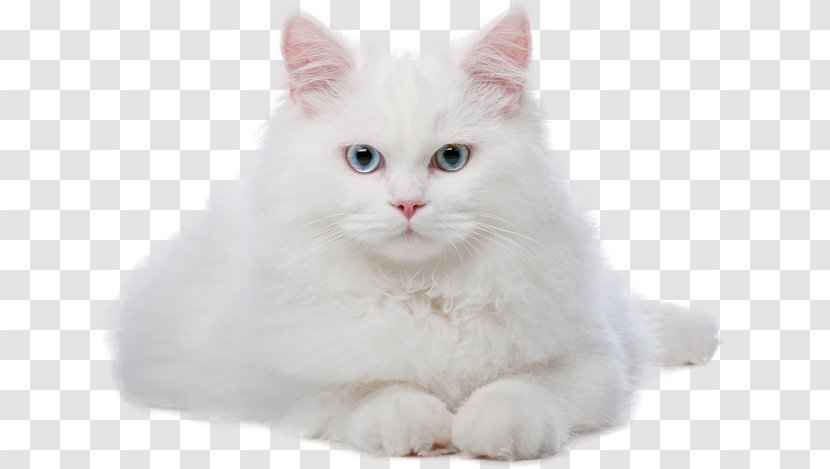 Cat Kitten Veterinarian - Persian Transparent PNG
