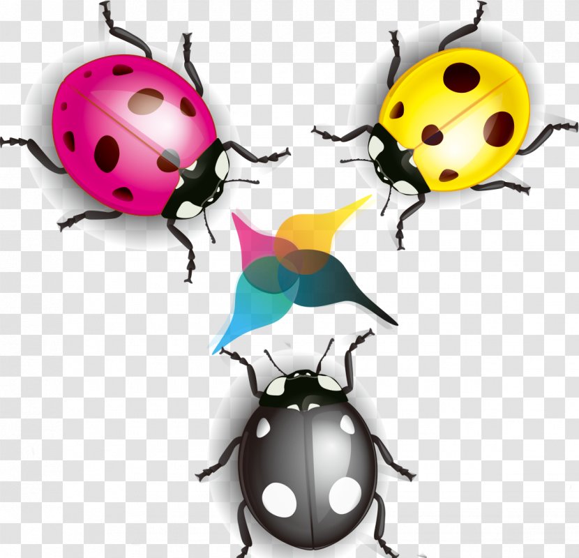 Ladybird Cartoon Coccinella Septempunctata Illustration - Animal - Colorful Ladybug Transparent PNG