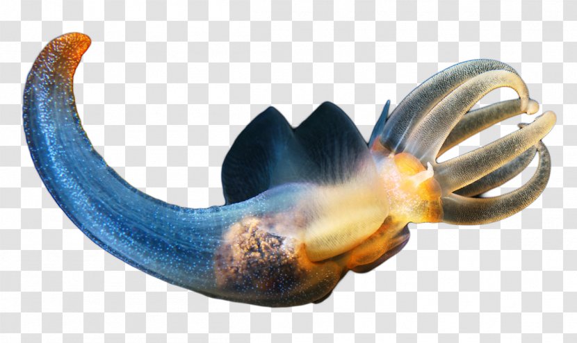 World Ocean Deep Sea Creature Clione Limacina Pteropoda Helicina Transparent PNG