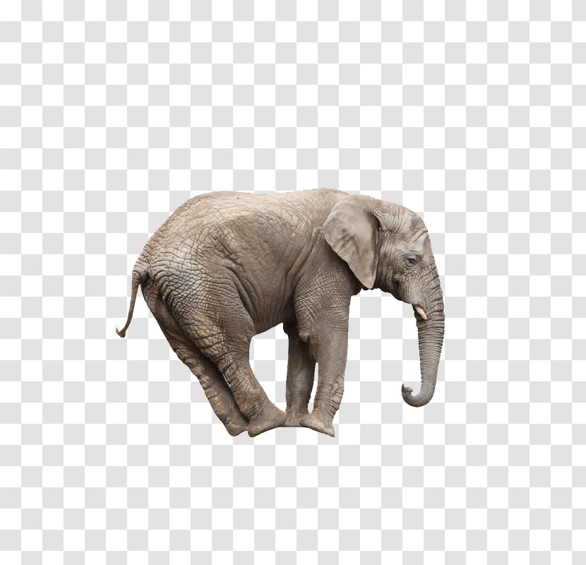 Whats Math Got To Do With It? Mathematics Education Learning - Elephant Transparent PNG