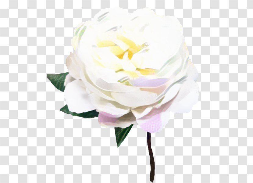 Cabbage Rose Garden Roses Cut Flowers Gardenia - Chinese Peony - Flower Transparent PNG