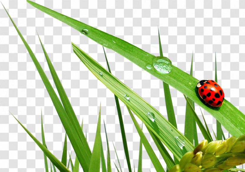 Extremism Seven-spot Ladybird Terrorism Beetle DHC Facial Scrub - Invertebrate Transparent PNG