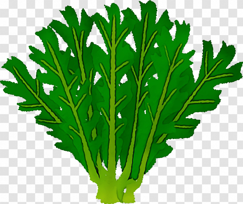 Parsley Transparent PNG